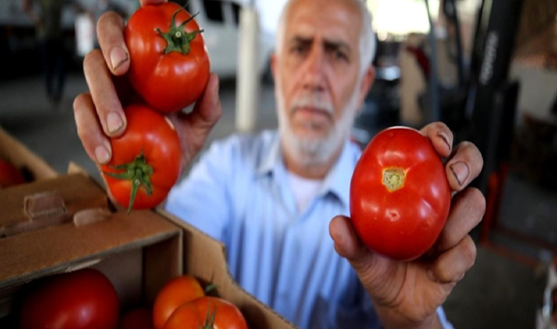 Tarım ürünleri ithalat sorunları, yerel üretimi nasıl etkiliyor? Bu makalede,