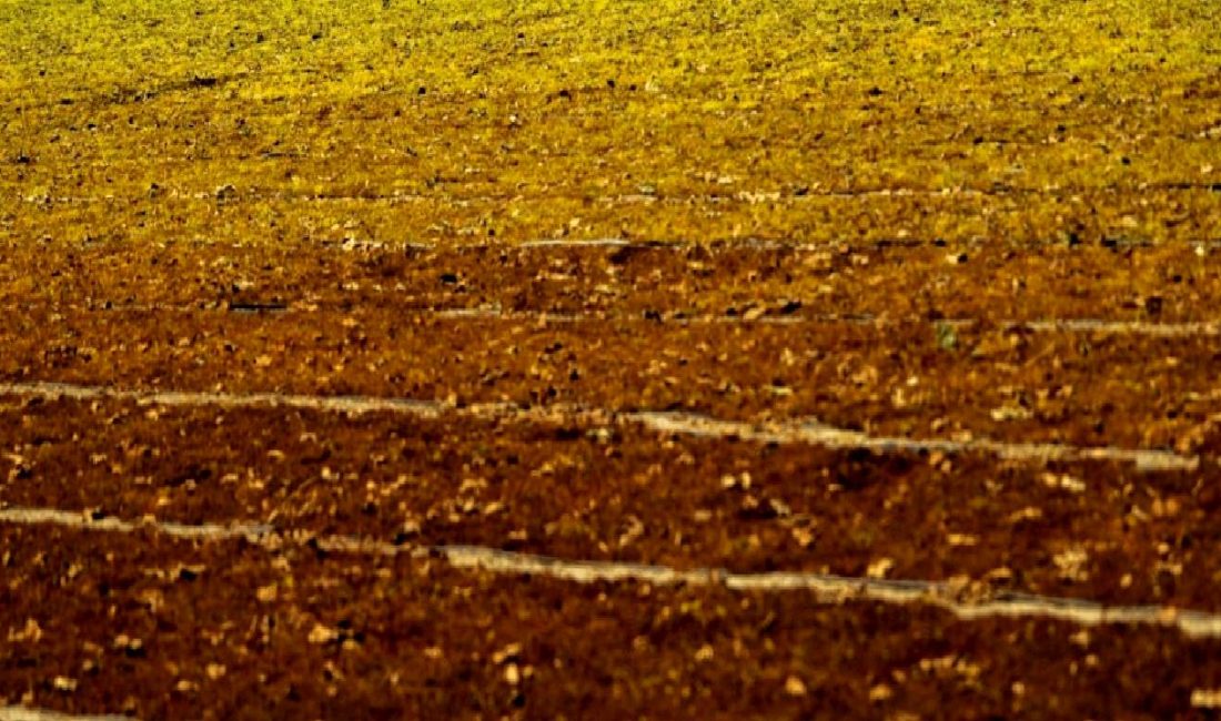 TARİŞ Üzüm Birliği, 2023 yılı için erken fiyat açıklaması yaparak