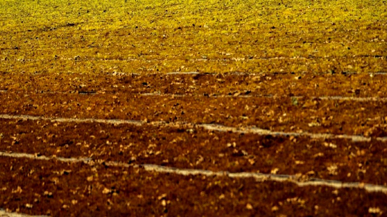 TARİŞ Üzüm Birliği, 2023 yılı için erken fiyat açıklaması yaparak