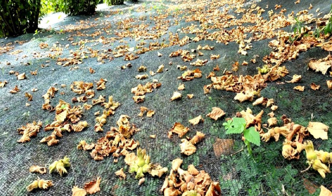 Tekkeköy’de Fındık Üreticilerine Ziyaret ve Hasat Filesi Uygulamaları Tekkeköy'de fındık üreticilerine yapılan ziyaretler ve hasat filesi uygulamaları hakkında