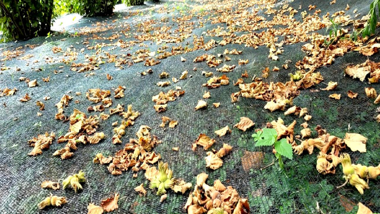 Tekkeköy'de fındık üreticilerine yapılan ziyaretler ve hasat filesi uygulamaları hakkında