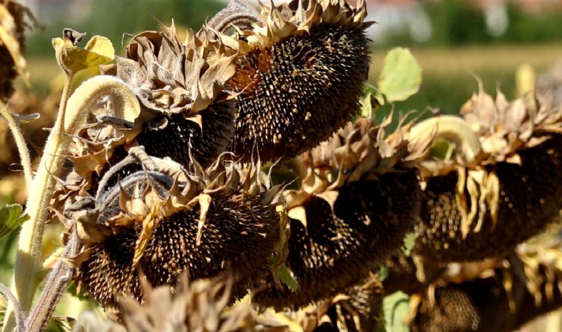 Trakya'da ayçiçeği üretimi, kuraklık ve zorlu hava koşulları ile karşı