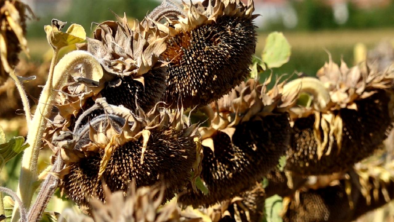 Trakya'da ayçiçeği üretimi, kuraklık ve zorlu hava koşulları ile karşı