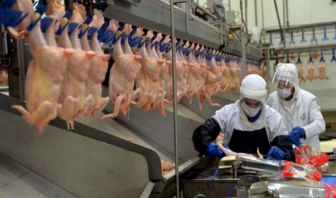 2023 Haziran Raporu'nda Türkiye'de kümes hayvancılığı üretiminin güncel durumu, gelişim