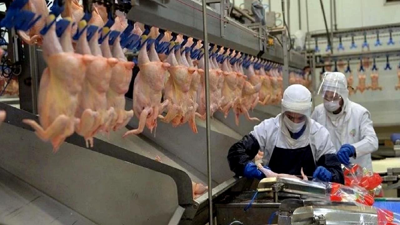 2023 Haziran Raporu'nda Türkiye'de kümes hayvancılığı üretiminin güncel durumu, gelişim