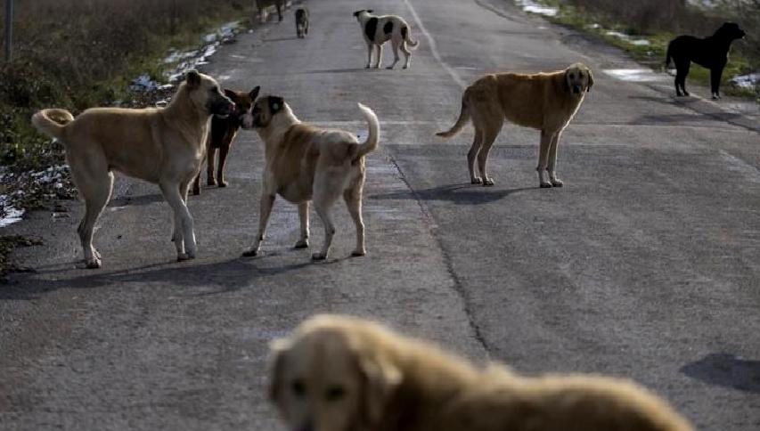Yeni Hayvan Hakları Yasası, sahipsiz hayvanların korunmasını güçlendiriyor. Bu yasa