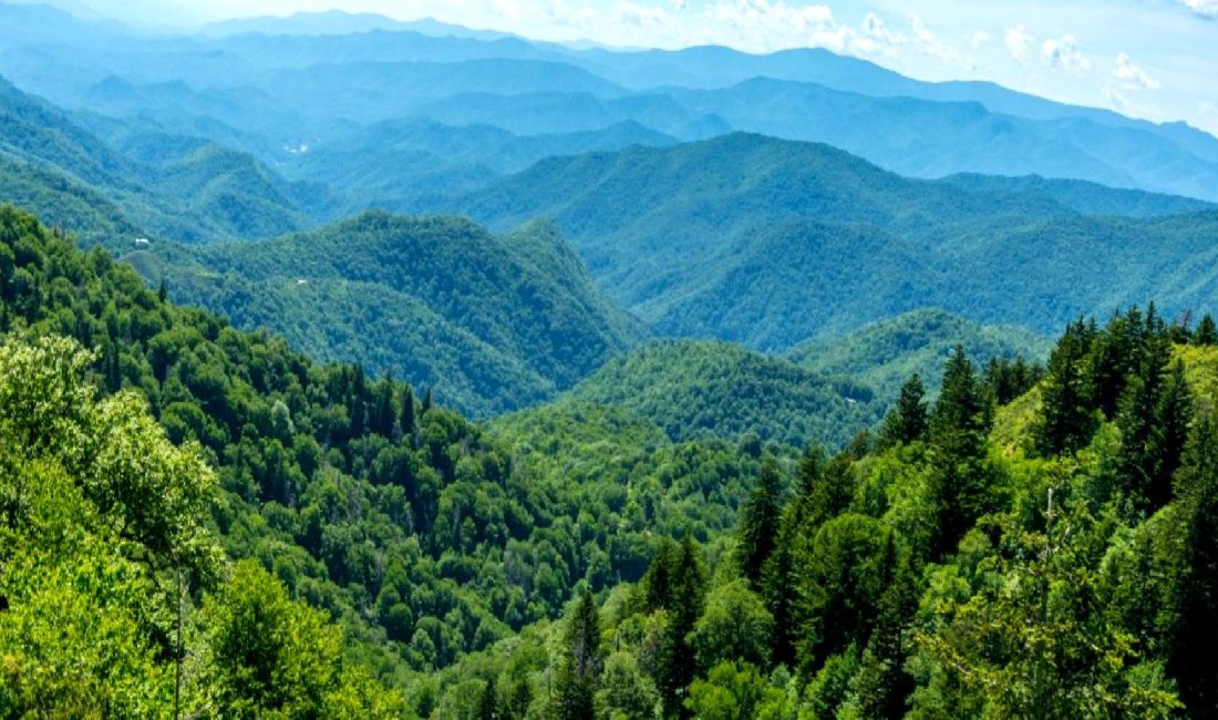 Yeni Orman Alanları ve Cumhurbaşkanı Kararı Yeni Orman Alanları ve Cumhurbaşkanı Kararı başlıklı yazımızda, ormanların korunması