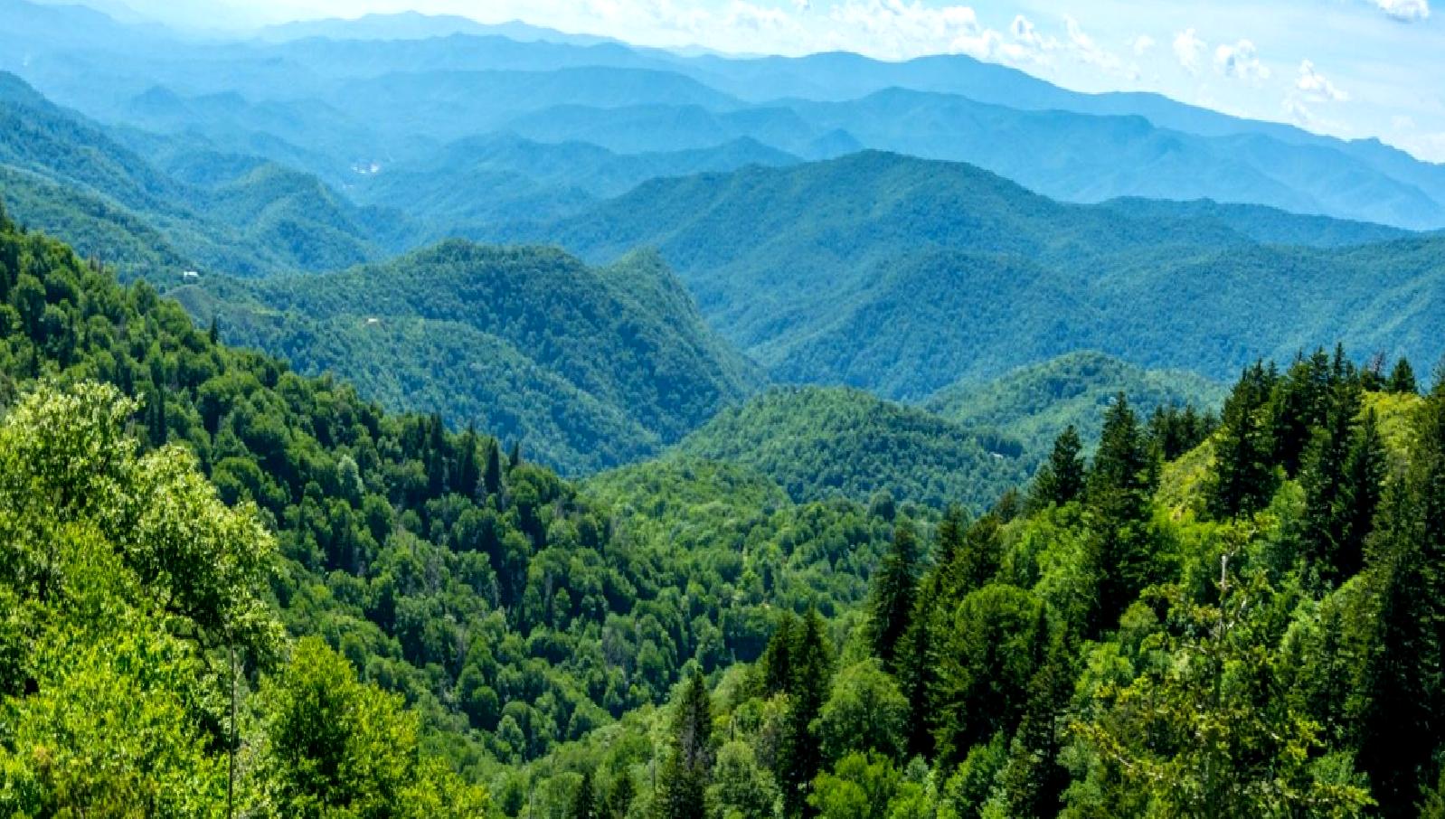 Yeni Orman Alanları ve Cumhurbaşkanı Kararı başlıklı yazımızda, ormanların korunması