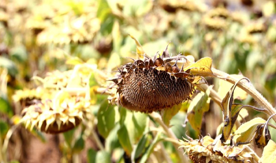 Yerli Ayçiçeği Çeşitleri ve İklim Değişikliği: Trakya’nın Başarısı Yerli ayçiçeği çeşitleri ve iklim değişikliğinin Trakya'daki etkilerini keşfedin. Bölgenin