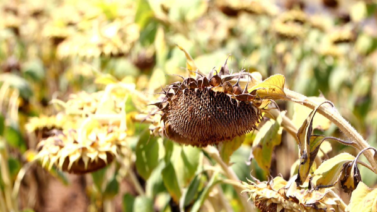 Yerli ayçiçeği çeşitleri ve iklim değişikliğinin Trakya'daki etkilerini keşfedin. Bölgenin