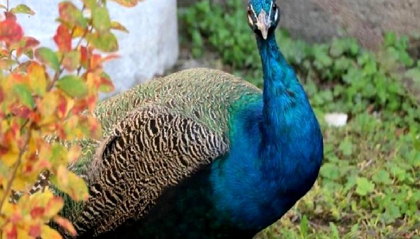 YouTuber Kumar’ın Tavus Kuşu Körisi Skandalı YouTuber Kumar'ın tavus kuşu körisi skandalı, sosyal medya dünyasında büyük