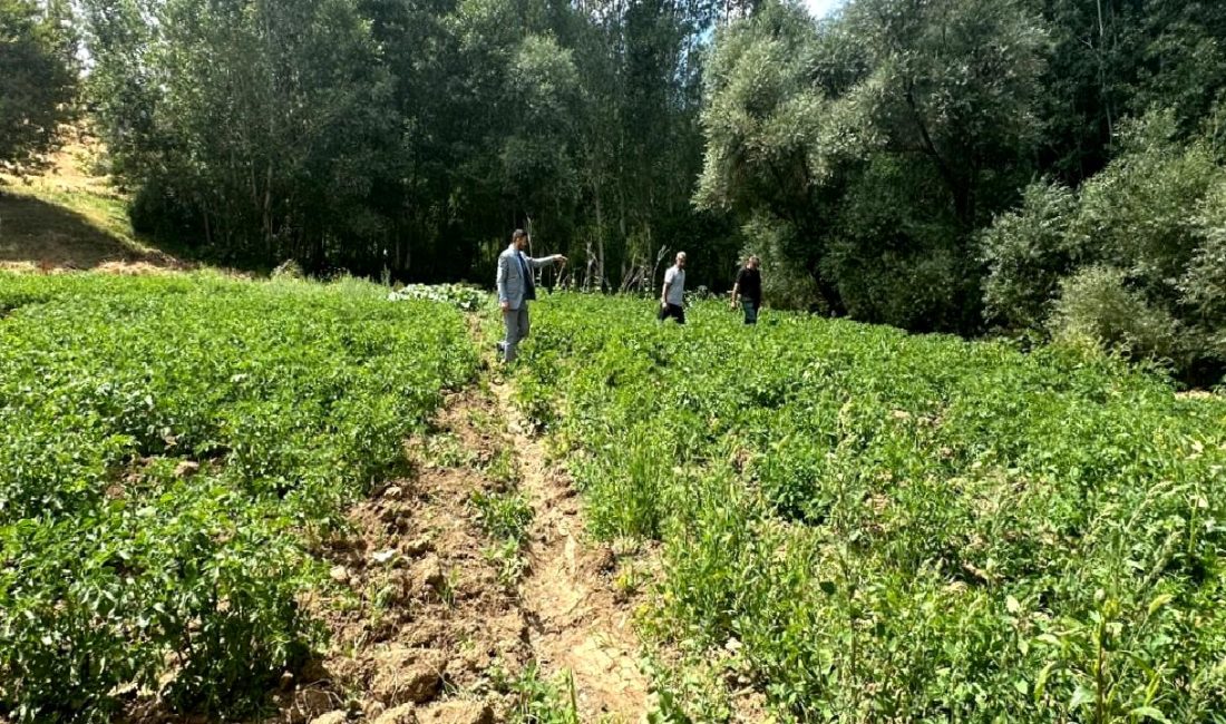 Yüksekova’da Patates Tarımı ve Verim Umutları Yüksekova'da patates tarımı, bölgenin tarımsal potansiyelini artırma umuduyla gelişiyor. Bu
