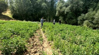 Yüksekova'da patates tarımı, bölgenin tarımsal potansiyelini artırma umuduyla gelişiyor. Bu