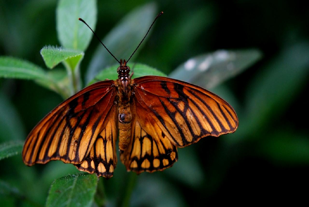 ABD Yüksek Mahkemesi, Meksika'nın silah üreticilerine karşı açtığı davayı incelemeye