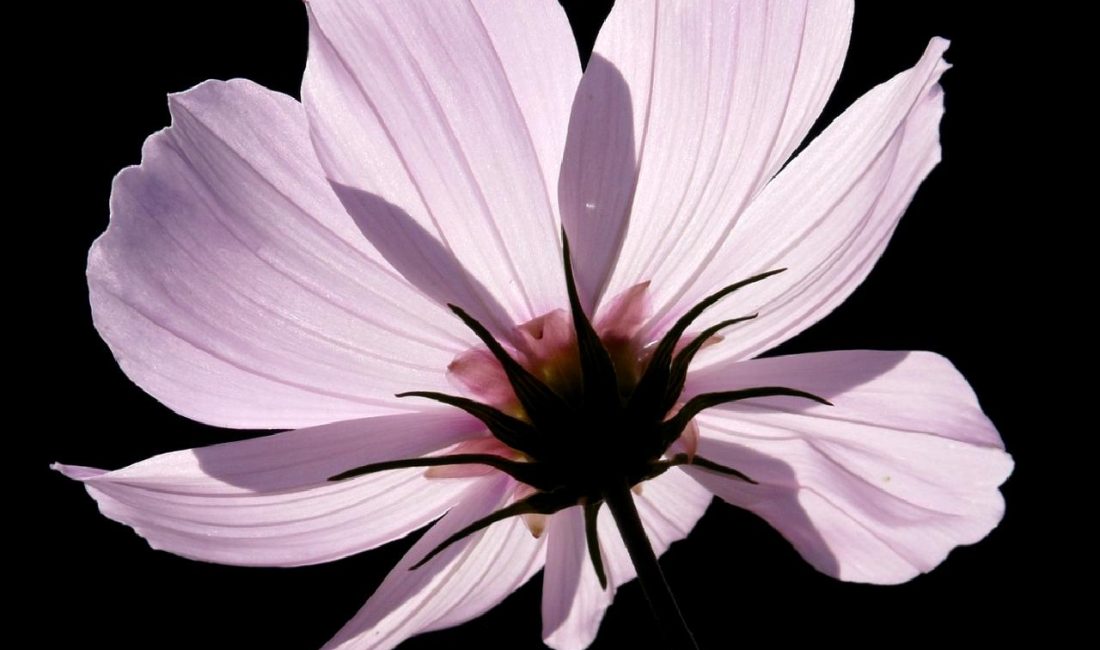 Biden’ın Berlin Ziyareti: İsrail ile İlişkiler ve Gazze’deki Ateşkes Çağrısı Biden'ın Berlin ziyareti, İsrail ile ilişkileri ve Gazze'deki ateşkes çağrısını