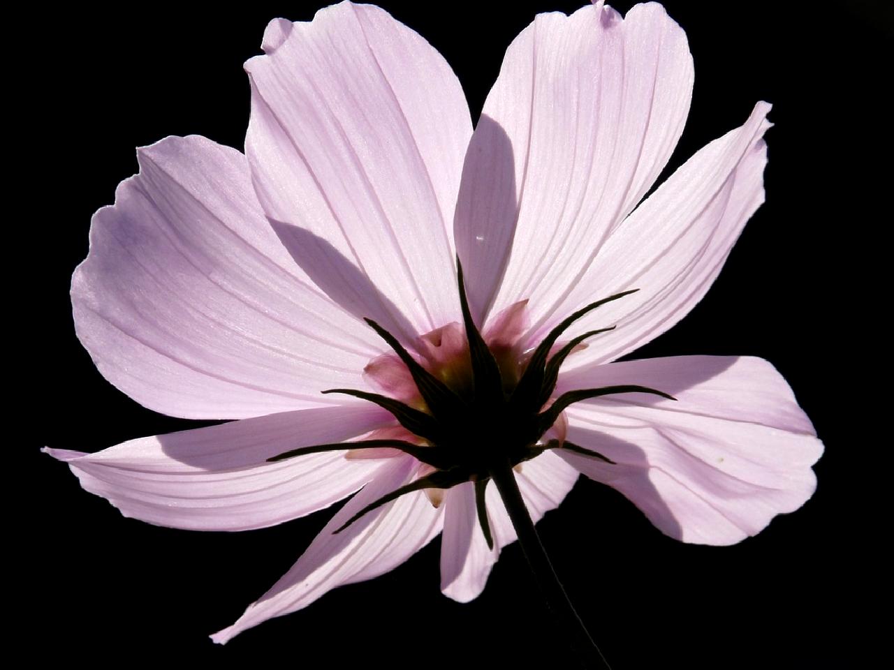 Biden'ın Berlin ziyareti, İsrail ile ilişkileri ve Gazze'deki ateşkes çağrısını