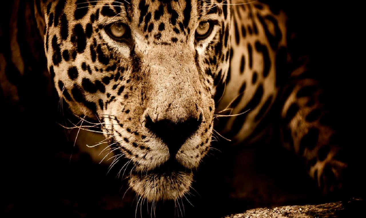 Brezilya yerel seçim sonuçlarıyla ilgili en güncel verileri keşfedin. İkinci