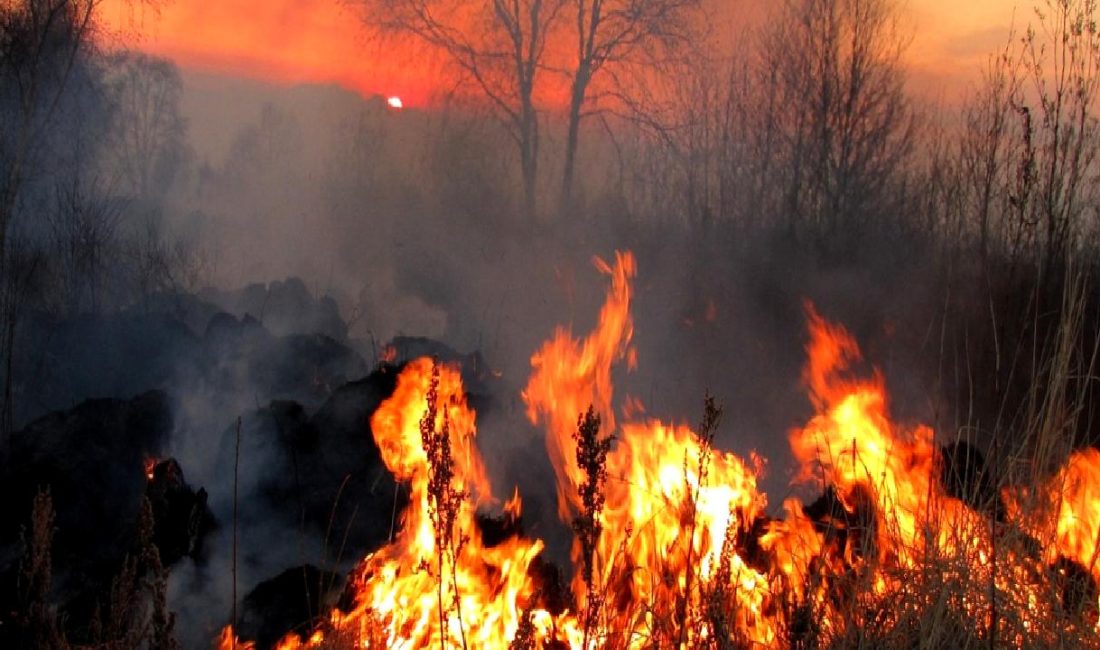 Canlı Tavuk Yüklü Kamyon Yangını Bir kamyonun alev alması sonucu içindeki canlı tavuklar büyük bir