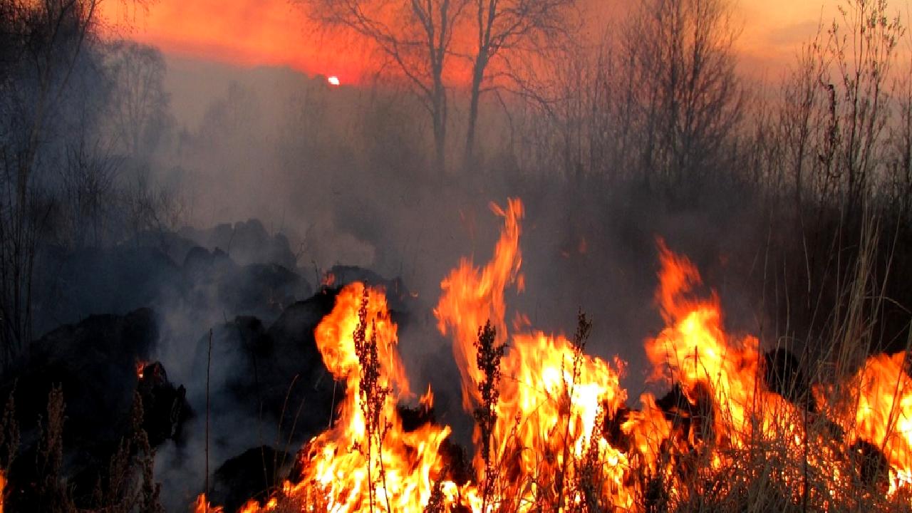 Bir kamyonun alev alması sonucu içindeki canlı tavuklar büyük bir