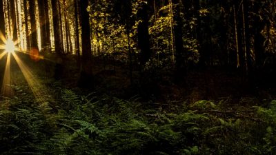 Çin'in elektrikli araç ticareti üzerindeki ABD ve AB ile yaptığı