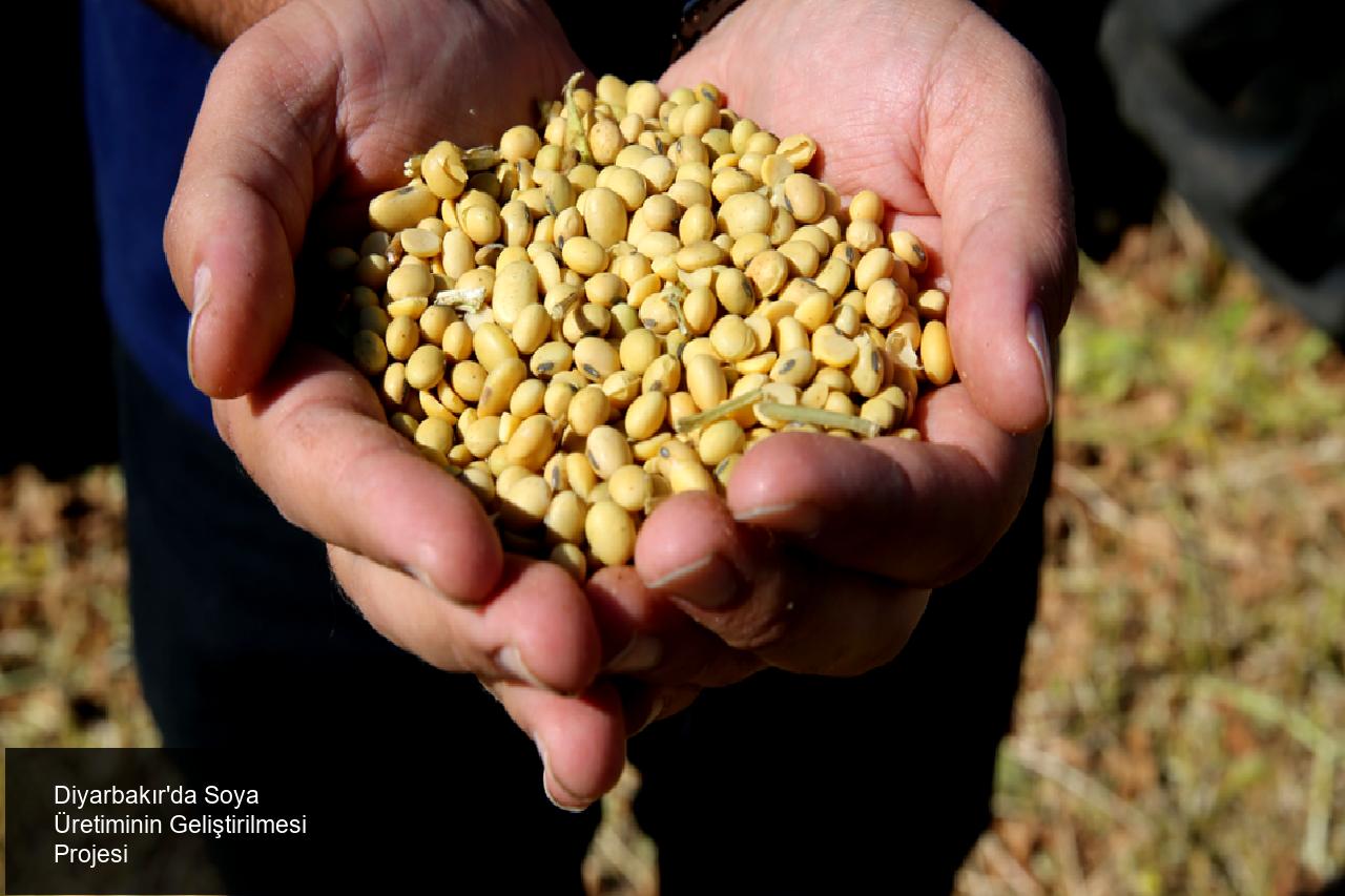 Soya, İlimizin Ana Ürünlerinden Biri Olacak