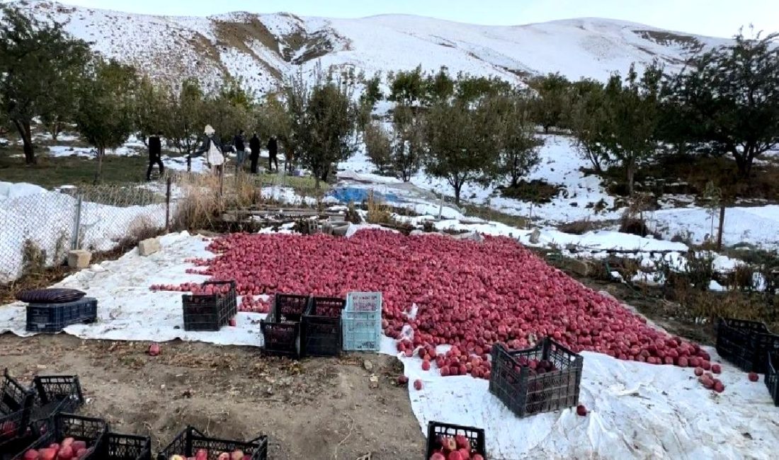 Elma Hasadı Zorlu Hava Koşullarında Yapılıyor Elma hasadı, zorlu hava koşullarında yapılırken çiftçilerin karşılaştığı zorluklar ve