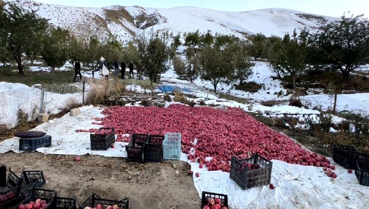 Elma hasadı, zorlu hava koşullarında yapılırken çiftçilerin karşılaştığı zorluklar ve