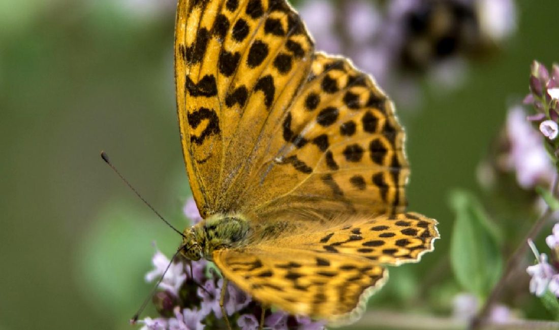 Florida, Milton Kasırgası’nın Tehdidi Altında: Tahliye Emri ve Acil Durum Önlemleri Florida'da Milton Kasırgası'nın tehdidi sürüyor. Tahliye emri ve acil durum