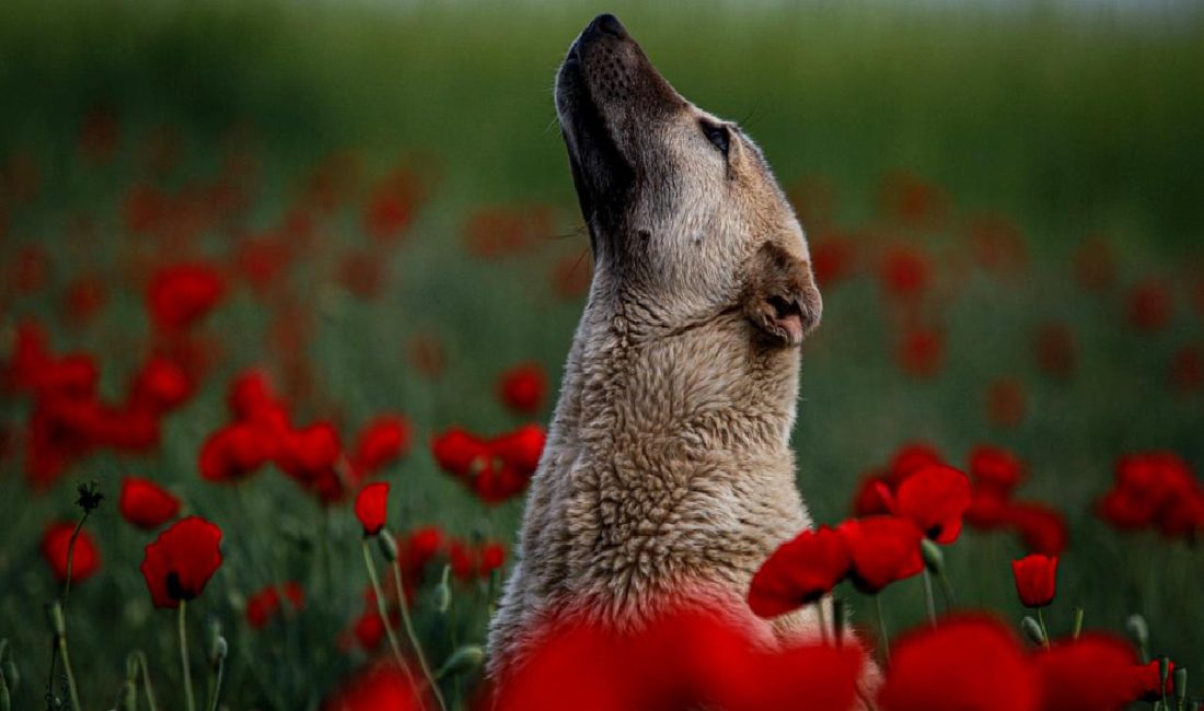 İran’da Uçuş Kısıtlamaları ve Normalleşme Süreci İran'da uçuş kısıtlamalarının etkileri ve normalleşme sürecinin detayları hakkında bilgi