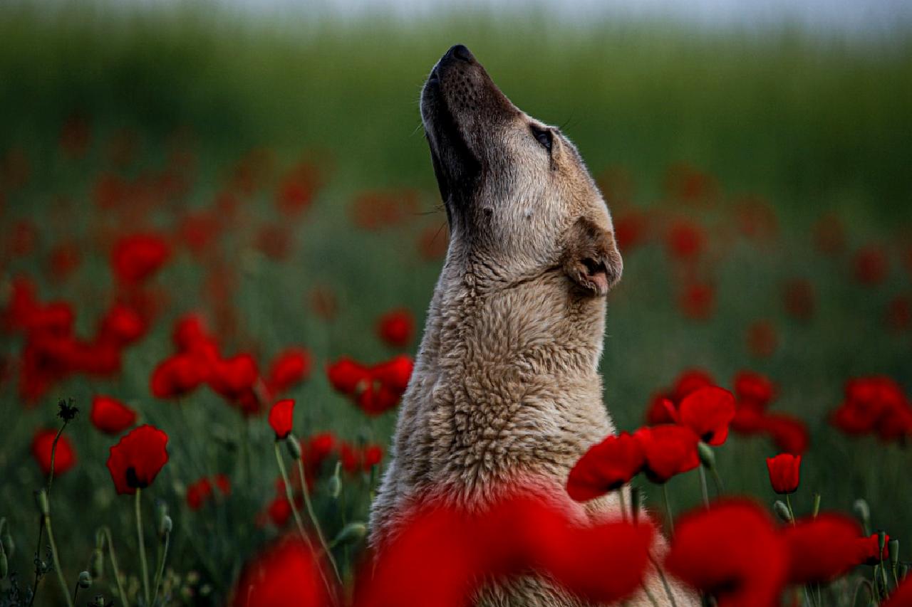 İran'da uçuş kısıtlamalarının etkileri ve normalleşme sürecinin detayları hakkında bilgi