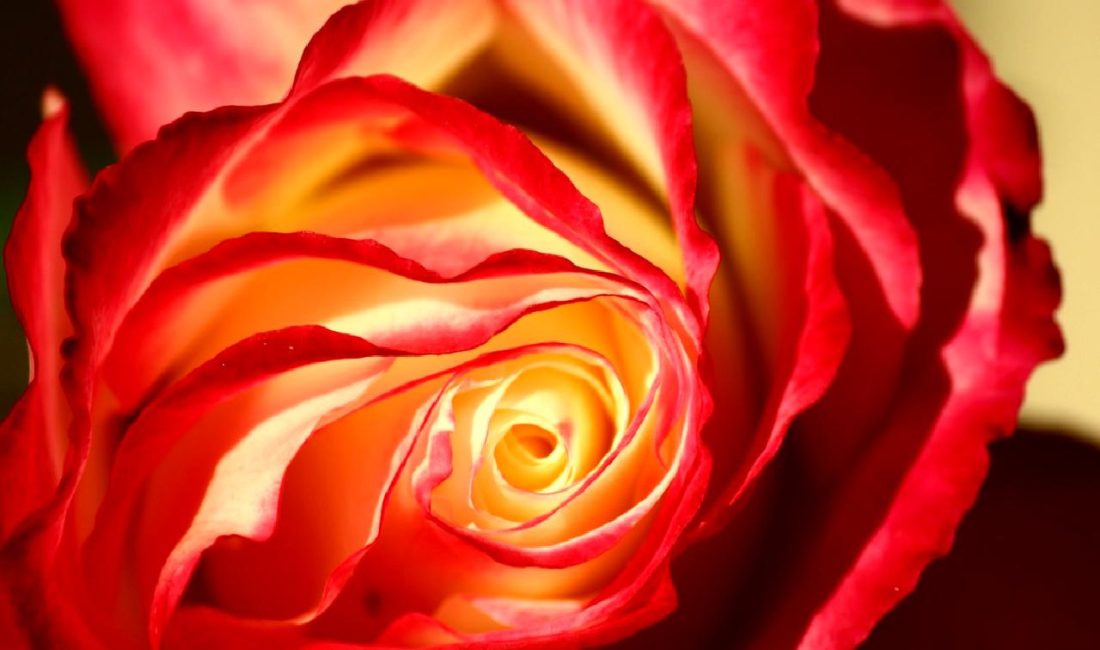 Isparta’da Tarım ve Hayvancılıkta Planlama Süreci Isparta'da tarım ve hayvancılıkta etkili bir planlama sürecinin önemi, yerel