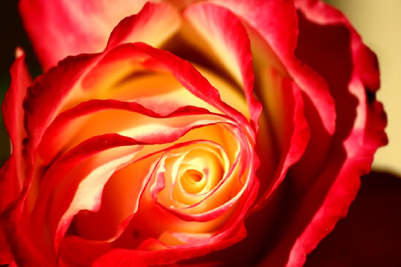 Isparta'da tarım ve hayvancılıkta etkili bir planlama sürecinin önemi, yerel