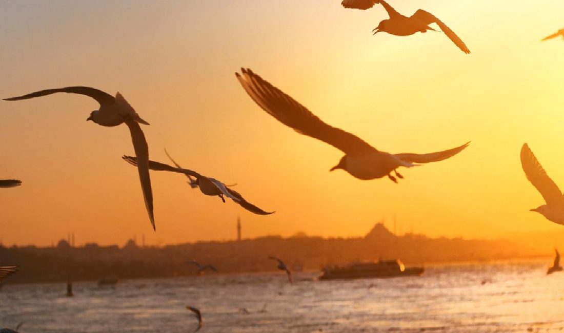 İstanbul’da Yağmur ve Trafik Sıkışıklığı İstanbul'da yağmurun etkisiyle artan trafik sıkışıklığı, günlük yaşamı zorlaştırıyor. Bu