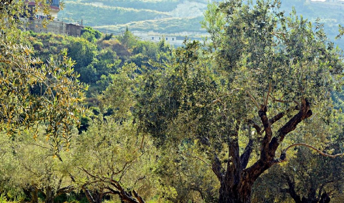 Lübnan’da İsrail Saldırıları: Can Kaybı ve Yaralı Sayısı Artıyor Lübnan'da devam eden İsrail saldırıları sonucunda can kaybı ve yaralı