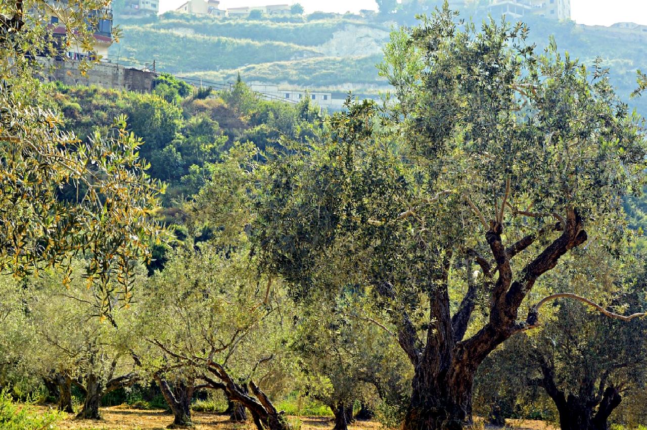 Lübnan'da devam eden İsrail saldırıları sonucunda can kaybı ve yaralı