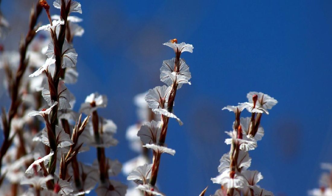 Malatya’da 5.9 Büyüklüğünde Deprem: İlk Bilgiler Malatya'da meydana gelen 5.9 büyüklüğündeki depremin ilk bilgileri burada! Depremin