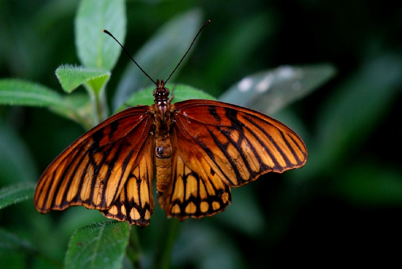 Meksika Donanması'nın tarihi uyuşturucu baskını, uyuşturucu ticaretiyle mücadeledeki önemli adımlarını