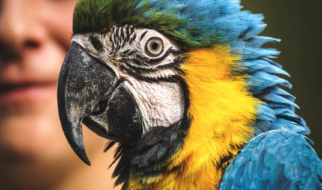 Mücevher ihracatçısı, altın ithalat kısıtlamalarının sektöre etkilerini değerlendiriyor. Bu kısıtlamaların