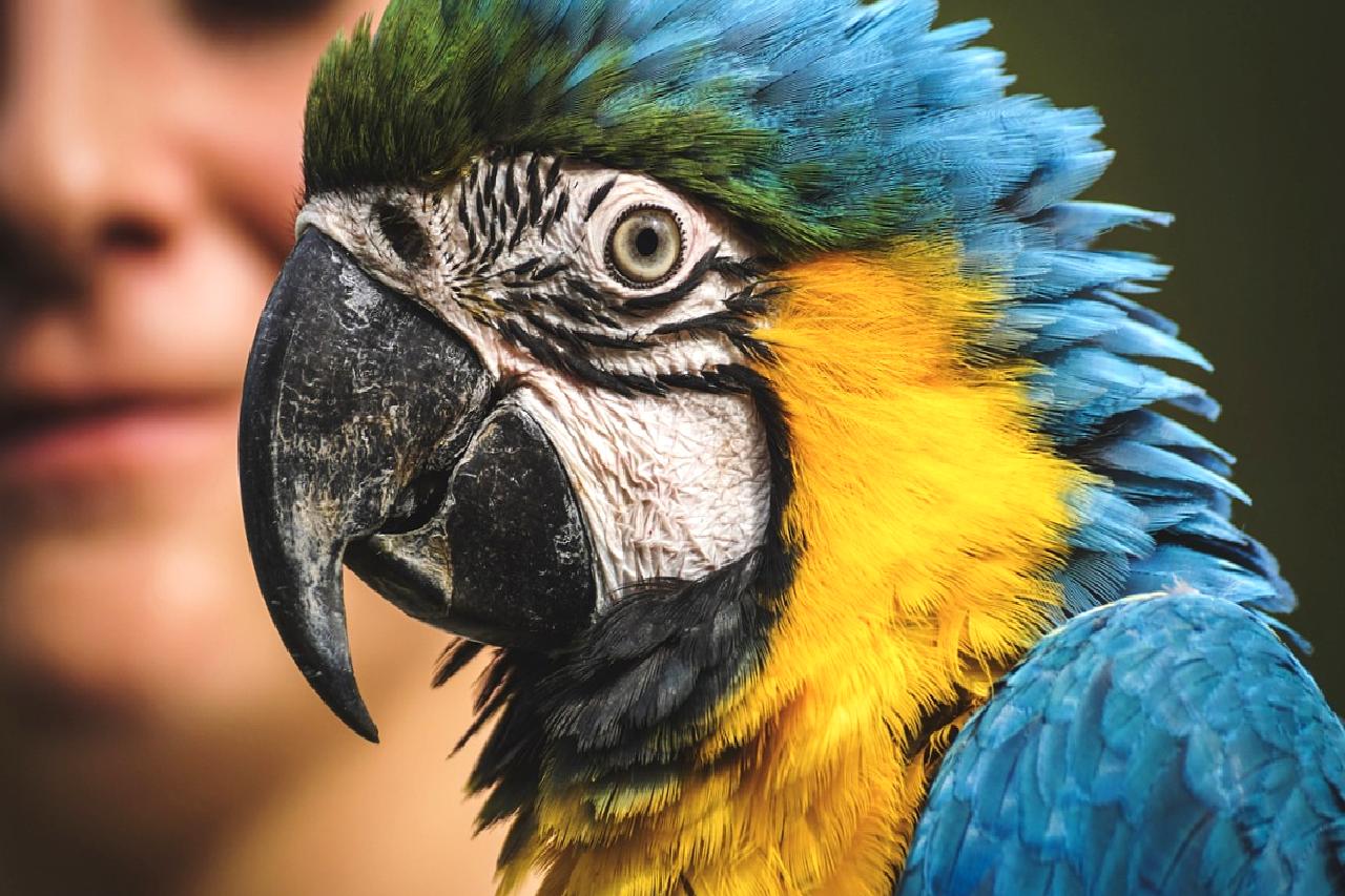 Mücevher ihracatçısı, altın ithalat kısıtlamalarının sektöre etkilerini değerlendiriyor. Bu kısıtlamaların