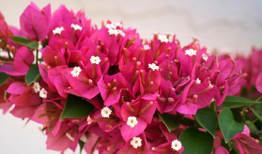 Muğla’da Son Depremler ve Detayları Muğla'da meydana gelen son depremler hakkında detaylı bilgilere ulaşın. Sarsıntıların