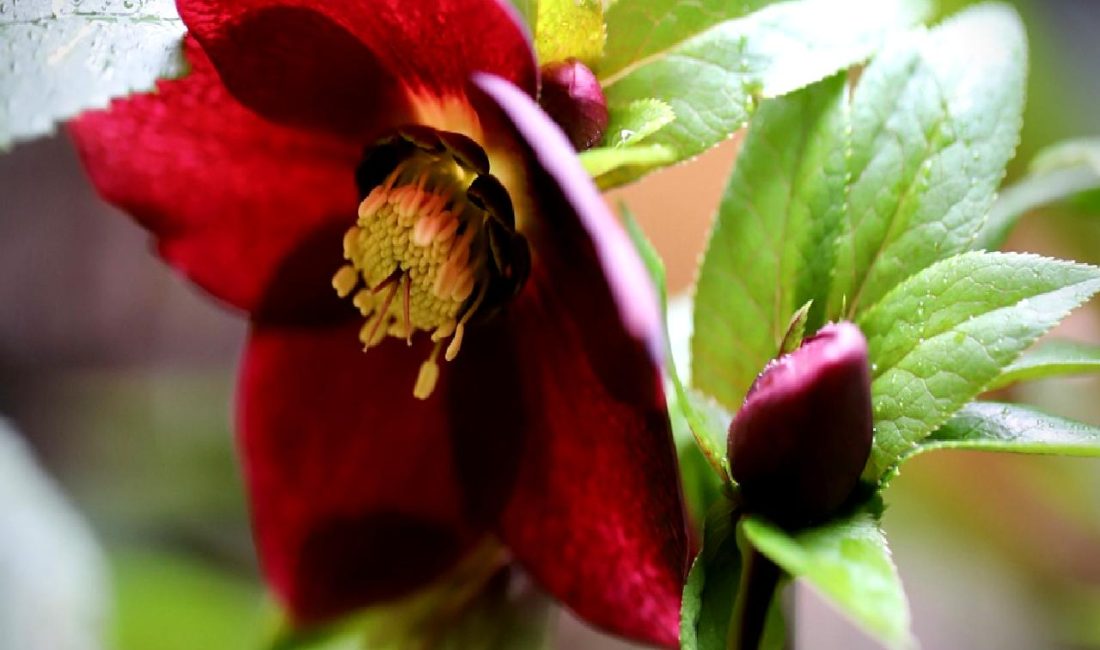 Nijer, Nijerya, Mali ve KDC'de sellerin eğitim krizi üzerindeki etkilerini