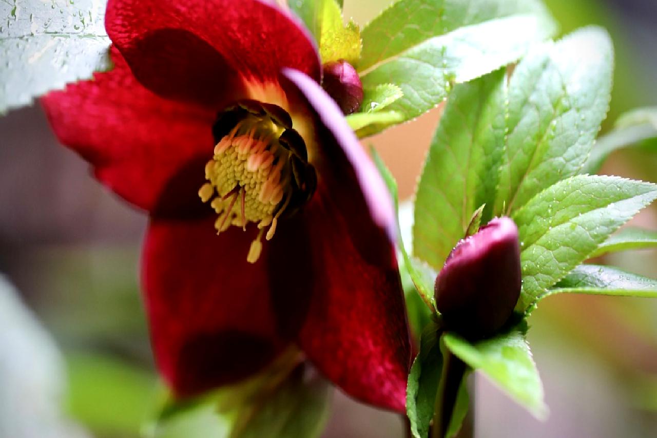 Nijer, Nijerya, Mali ve KDC'de sellerin eğitim krizi üzerindeki etkilerini