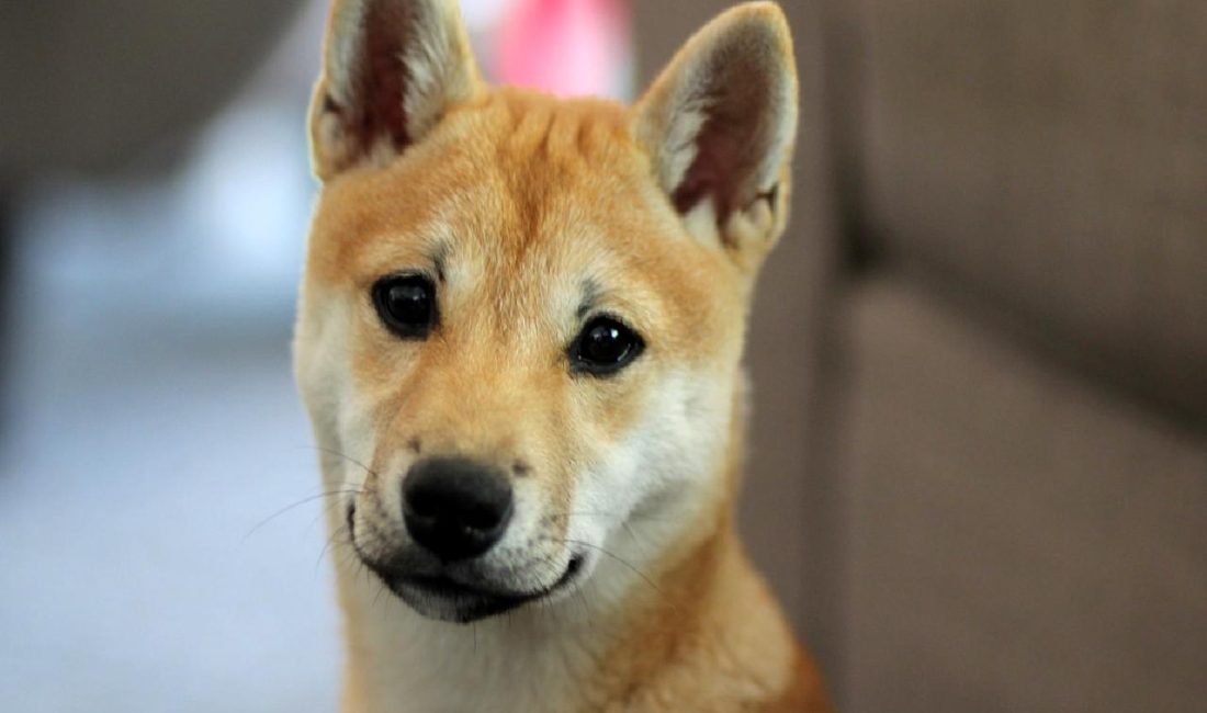 Shiba Inu (SHIB) Tokeninde Hacim Artışı ve Gelecek Beklentileri Shiba Inu (SHIB) tokeninde son hacim artışları ve yatırımcılar için