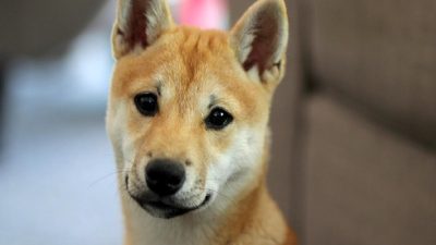 Shiba Inu (SHIB) tokeninde son hacim artışları ve yatırımcılar için