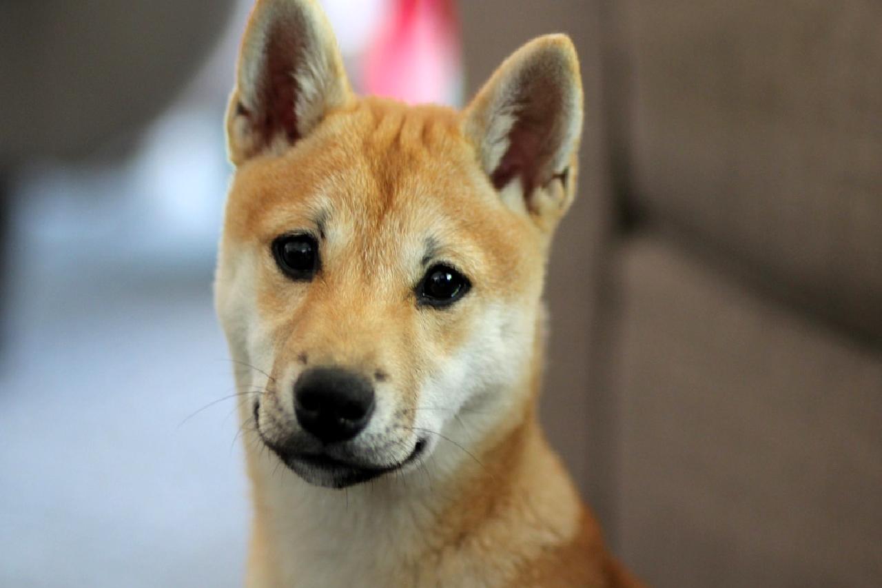 Shiba Inu (SHIB) tokeninde son hacim artışları ve yatırımcılar için