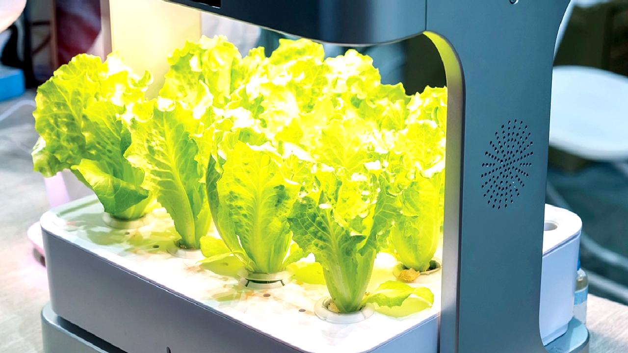 Topraksız tarım, sürdürülebilir tarım uygulamaları ile yüksek verimlilik sunan yenilikçi