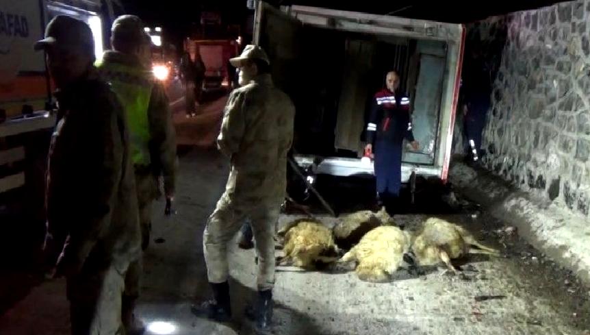 Tunceli-Elazığ karayolunda meydana gelen kazada, canlı hayvan taşıyan bir araç