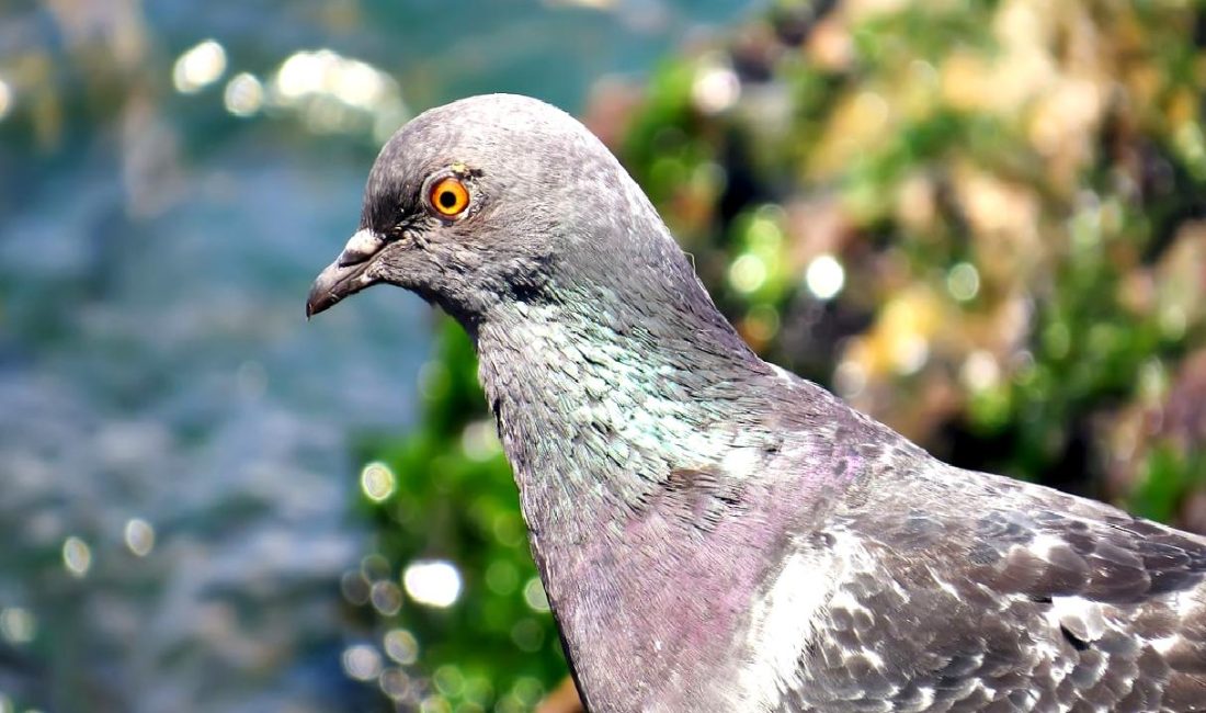 Yalova’da Kaza: Yaya Bora Ateş Hayatını Kaybetti Yalova'da meydana gelen trajik bir kazada, yaya Bora Ateş hayatını