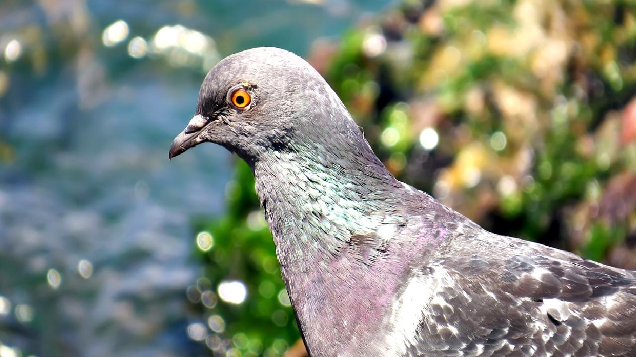 Yalova'da meydana gelen trajik bir kazada, yaya Bora Ateş hayatını