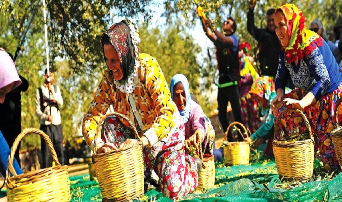 19. Ayvalık Uluslararası Zeytin, Hasat ve Turizm Festivali 19. Ayvalık Uluslararası Zeytin, Hasat ve Turizm Festivali, zeytinlerin ve